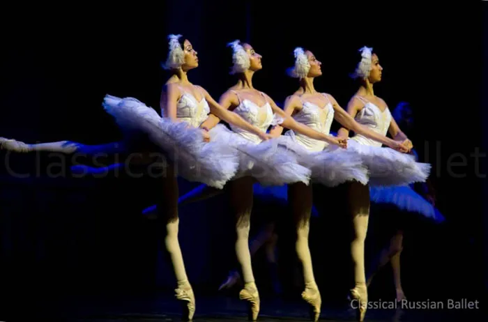 swan06